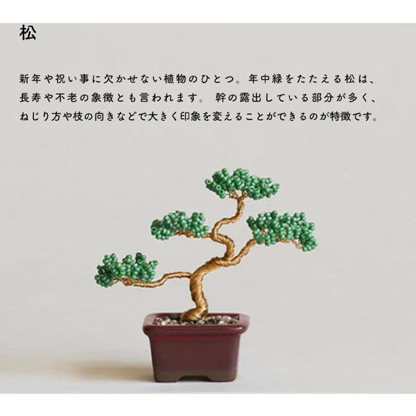 志水　鉢　盆栽　２セット価格　【未使用・新品】 栽培キット 盆栽 2種セット 黒松 赤松 聖新陶芸 The BONSAI 栽培セット