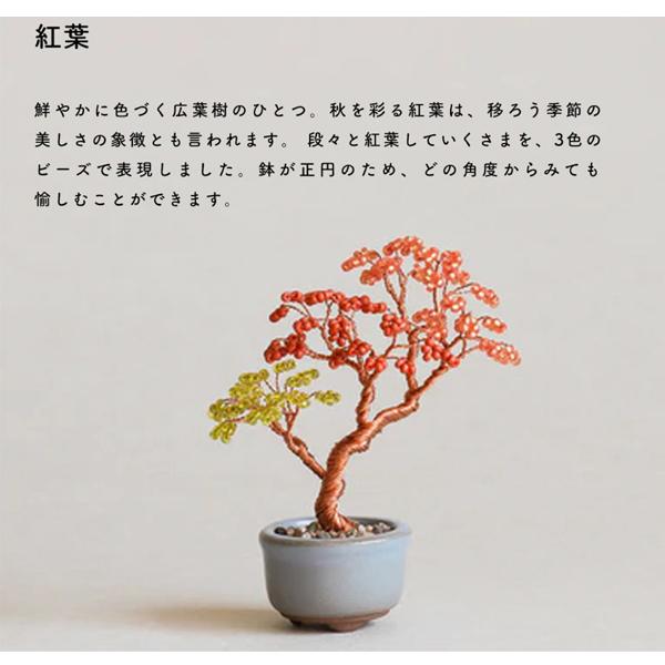 志水　鉢　盆栽　２セット価格　【未使用・新品】 栽培セット 盆栽 栽培キット 聖新陶芸 GD-640 JAPANESE BONSAI 黒松 4