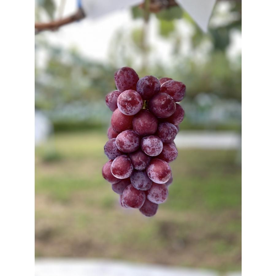 訳あり クイーンルージュ〓 約700g (約350g×2パック) 長野県産 産地