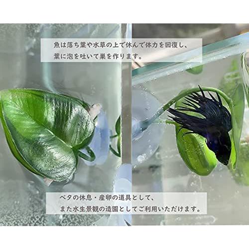 3点セット 水草 人工水草 水槽装飾 癒し水景 ベタ 魚 休み 繁殖用 ベタハンモック ベタ 水槽 水作 ベタのおやすみリーフ S 2603 つなぐstore 通販 Yahoo ショッピング