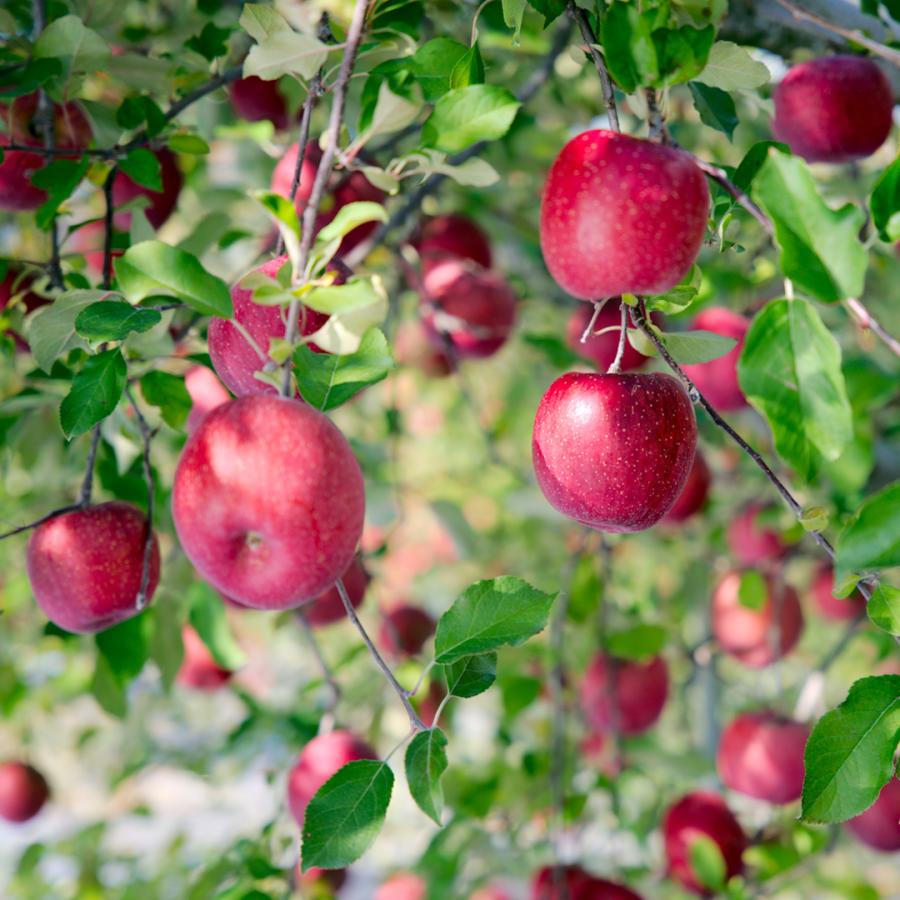 冷凍スムージー3種セット |  | 04