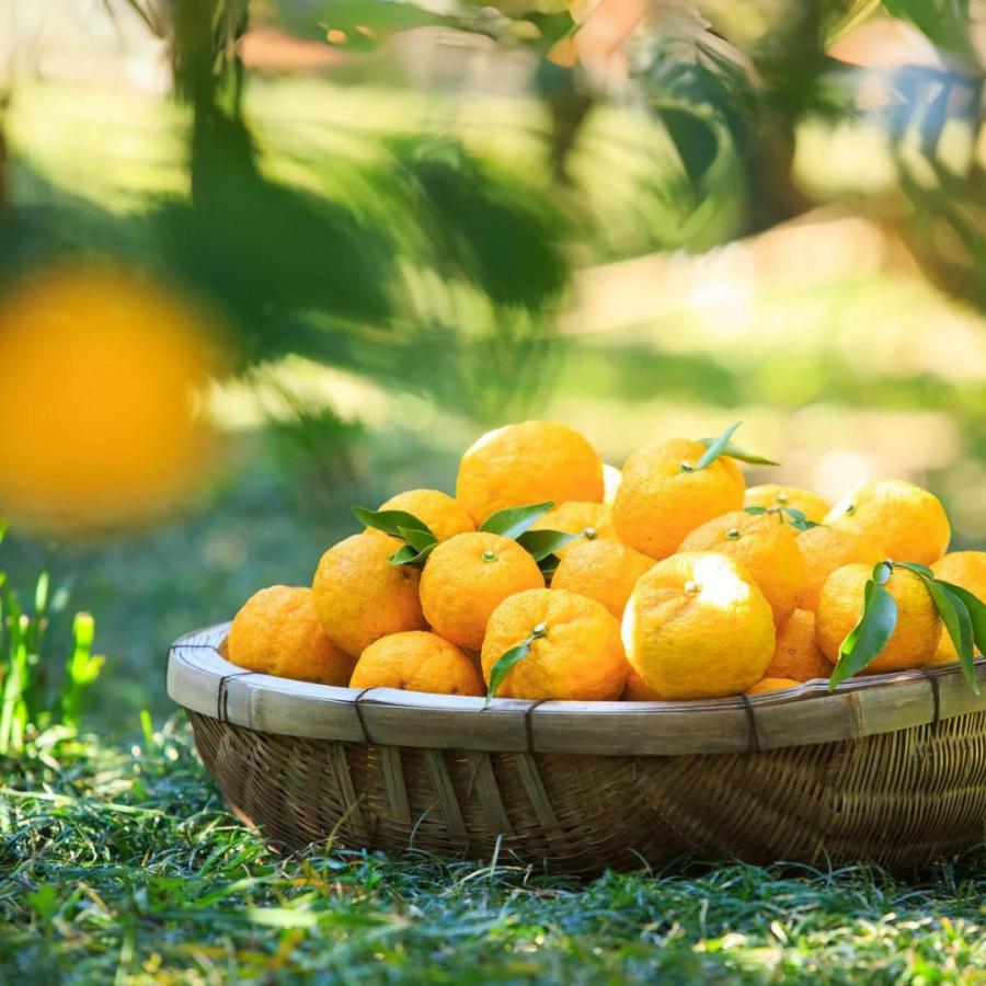 奥伊勢ゆずのアイスケーキ 6個セット |  | 04