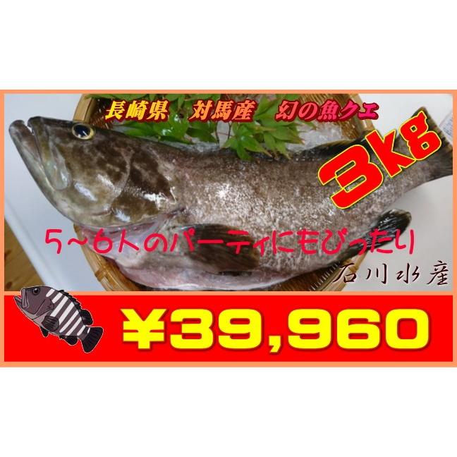 長崎県 対馬産 幻の魚クエ 一匹売り3kg 冷蔵 Tk 005 石川水産ストア 通販 Yahoo ショッピング