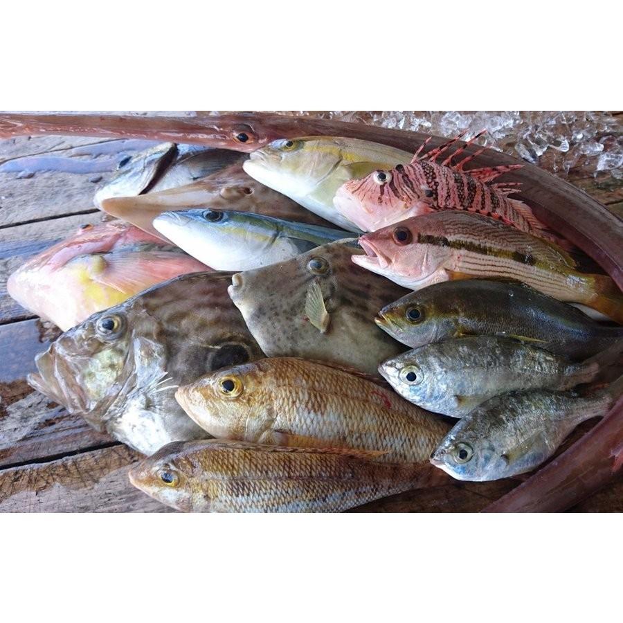 対馬の雑魚三昧干物セット 4 Kg Himonoset 0004 対馬のまぐろ屋 通販 Yahoo ショッピング