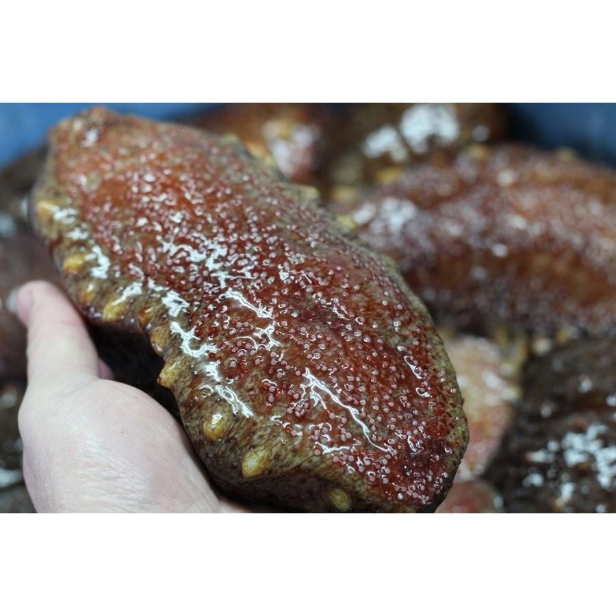 今季販売終了 対馬産 活赤ナマコ 1 Kg Namako 0001 対馬のまぐろ屋 通販 Yahoo ショッピング