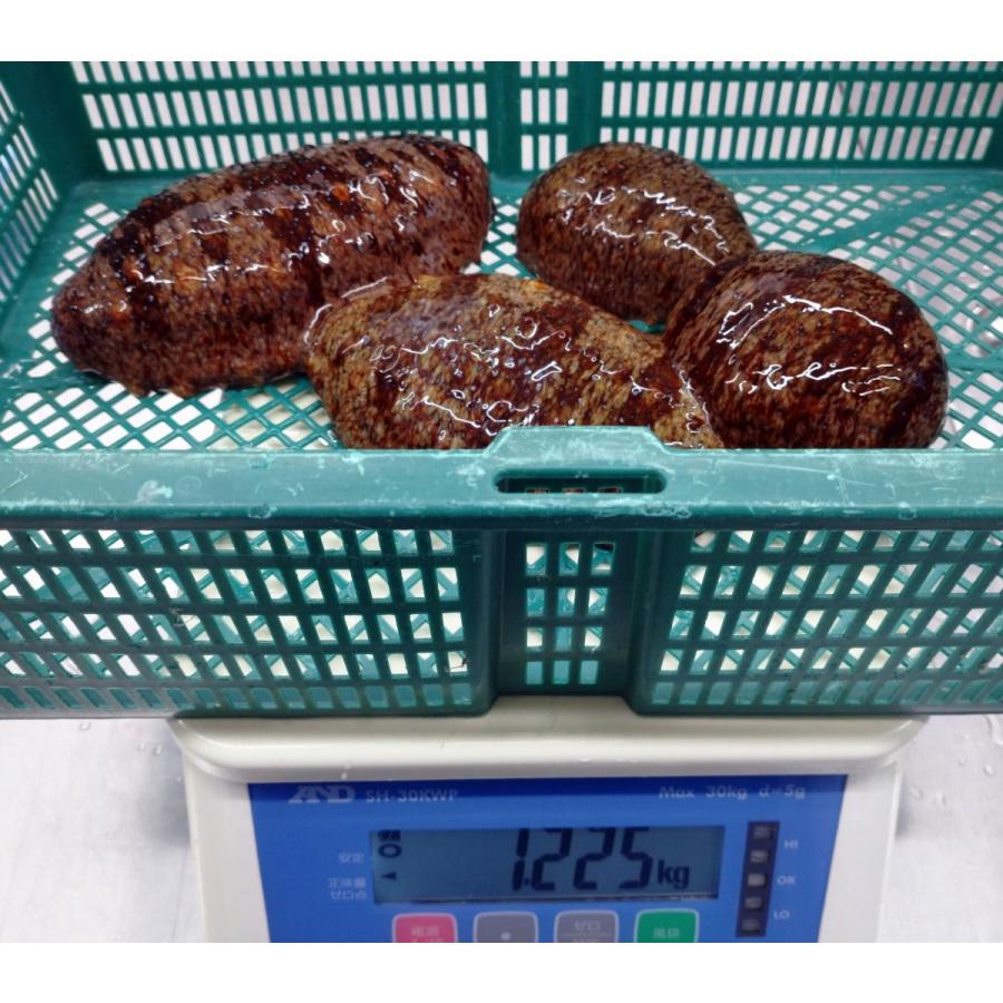 今季販売終了 対馬産 活赤ナマコ 1 Kg Namako 0001 対馬のまぐろ屋 通販 Yahoo ショッピング