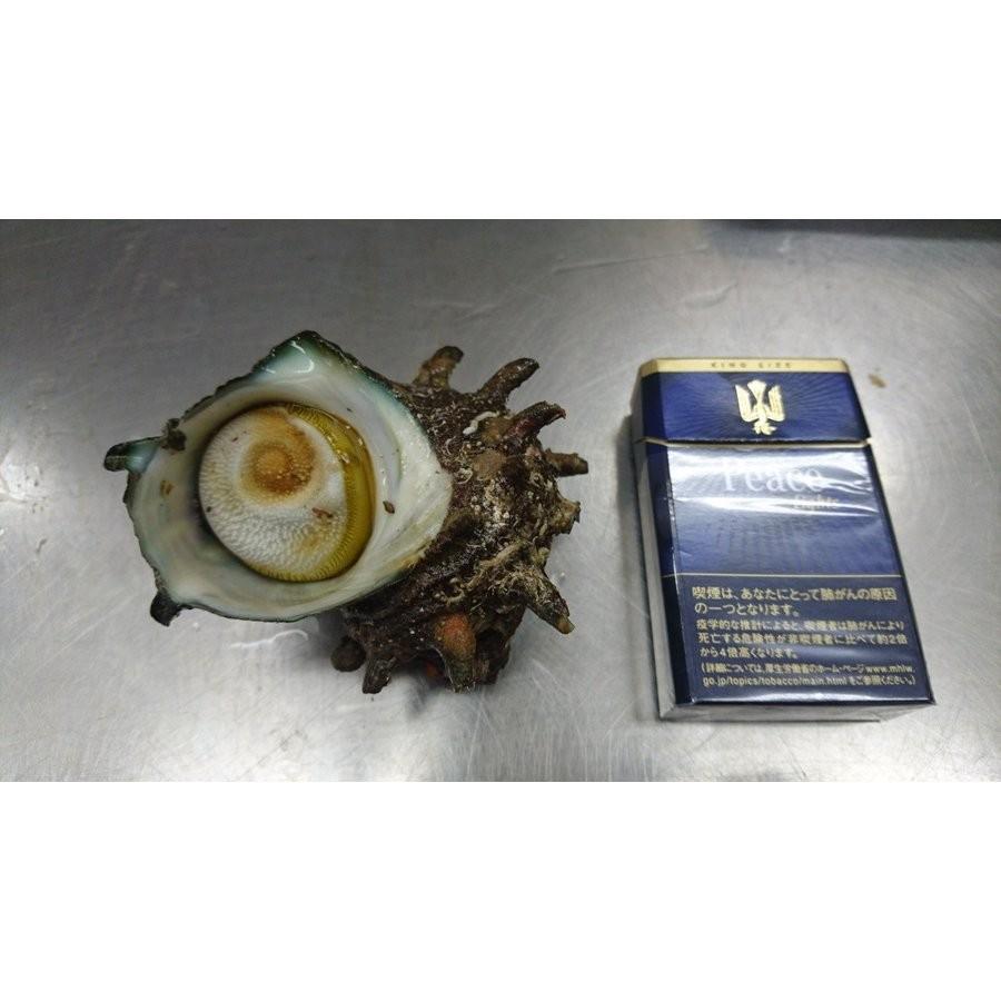 送料無料】対馬直送！漁師の獲れたてサザエ 5 kg （大サイズ） : 対馬