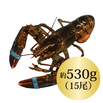活 食品 ロブスター 550gx15尾 オマール ロブスター 550gx15尾 つづるのロブスターはカナダ直輸入