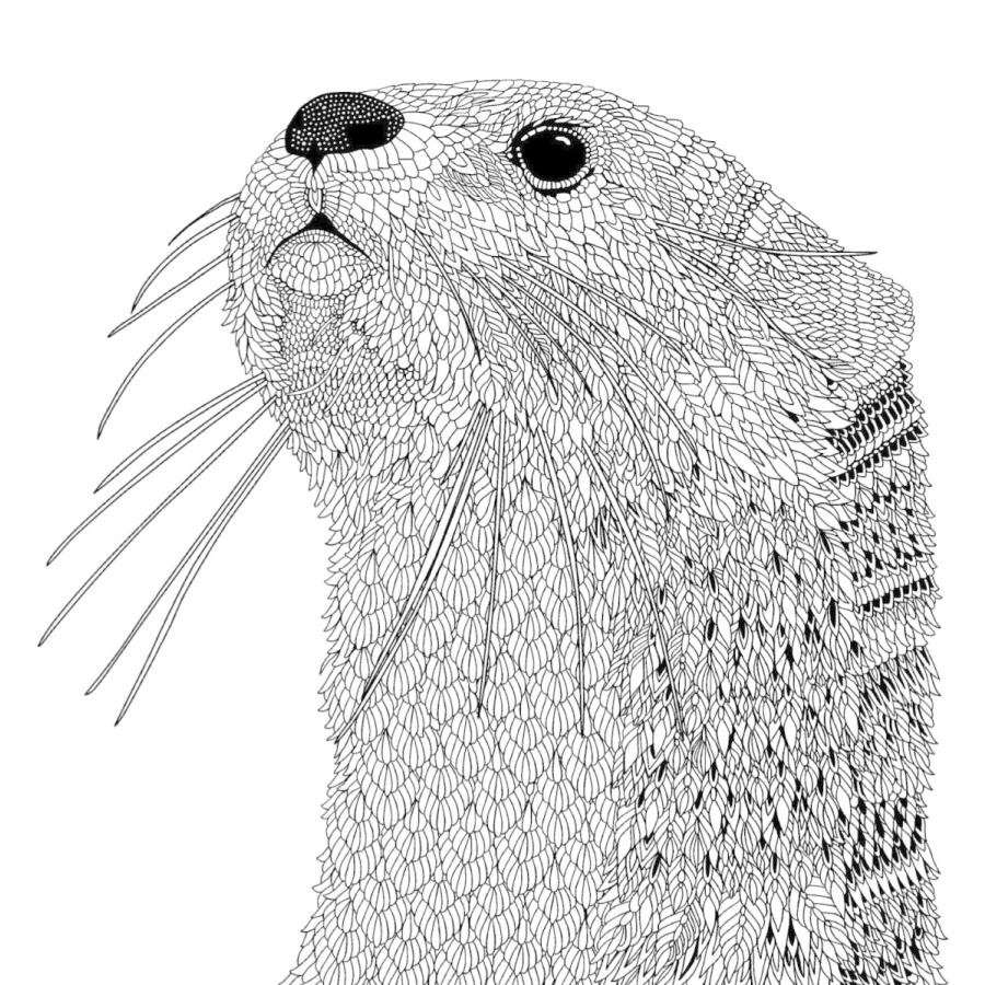 美しい模様の動物塗り絵 大人の塗り絵シリーズ T Tshop 通販 Yahoo ショッピング