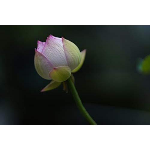 ブランド SIGMA 85mm F1.4 DGDN Art Eマウント用 【WS1638755629】(59553円)