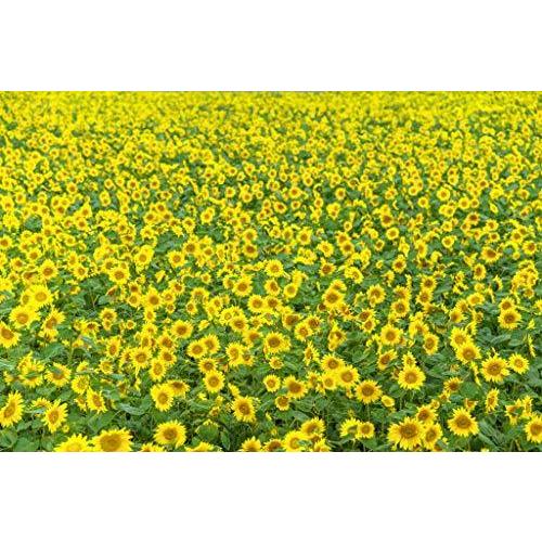 ブランド SIGMA 85mm F1.4 DGDN Art Eマウント用 【WS1638755629】(59553円)