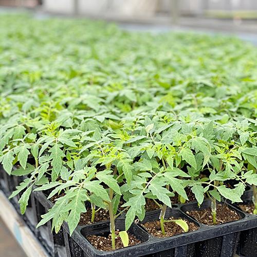 受注生産】大玉トマト 接木苗 りんか409 9cmポット 24本 野菜苗 トマト