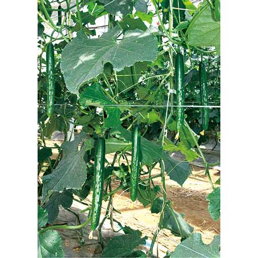 受注生産】キュウリ苗 接木苗 クラージュ2 9cmポット 24本 野菜 受注生産】キュウリ苗 接木苗 クラージュ2 9cmポット 24本 野菜