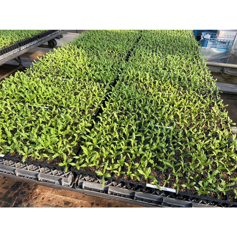 受注生産】シュンギク苗 きわめ中葉春菊 200穴 セル苗 プラグ苗 受注生産】シュンギク苗 きわめ中葉春菊 200穴 セル苗 プラグ苗