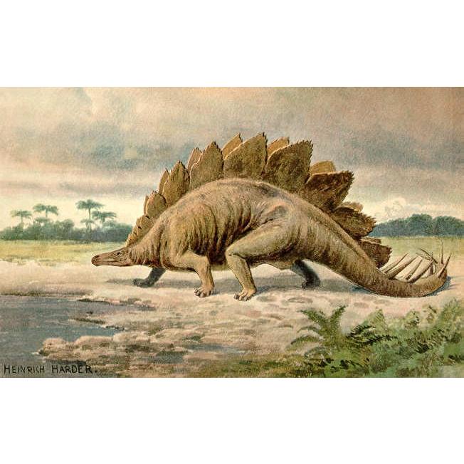 恐竜 ドライ Tシャツ ハーダー イラスト ステゴサウルス