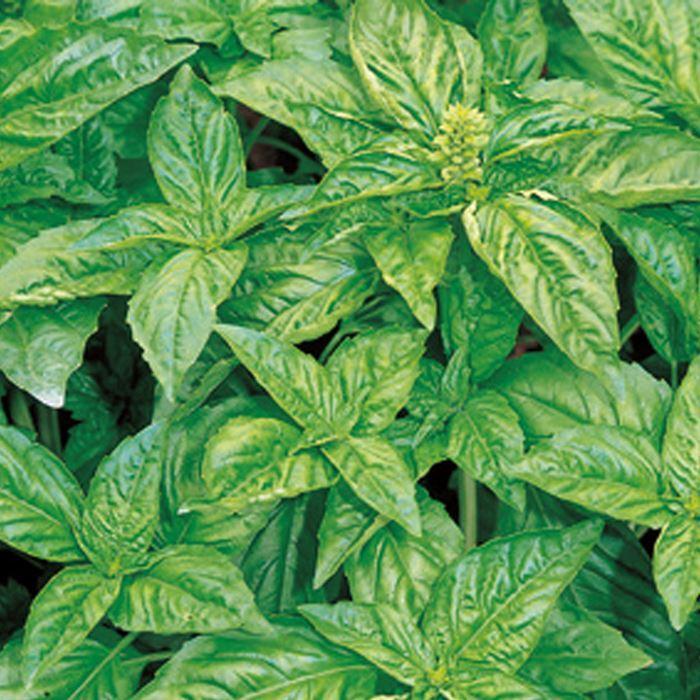 オープニング バジル スイートバジル メボウキ ハーブ 家庭菜園 プランター栽培 Aynaelda Com