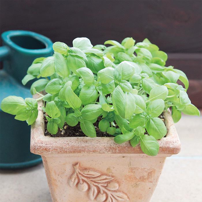 全ての バジル スイートバジル メボウキ ハーブ 家庭菜園 プランター栽培 Aynaelda Com