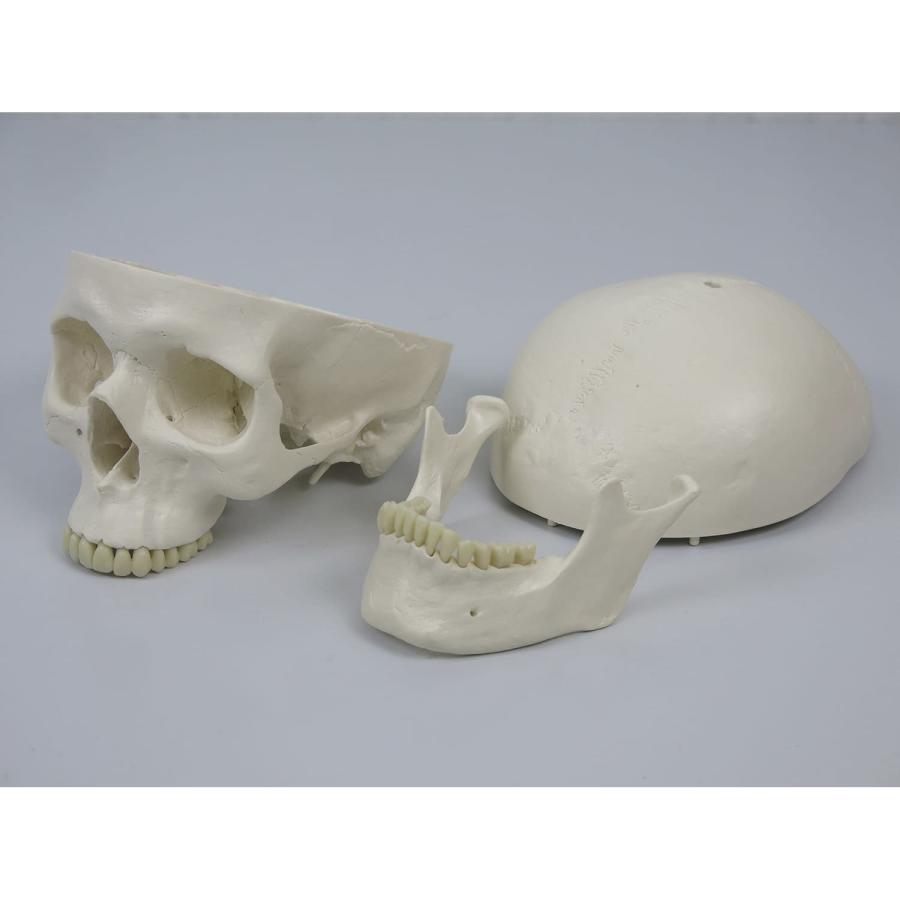 3B “スタン” 標準型骨格モデル A10 骨格モデル（標準型）吊り下げ仕様 A10/1 11-2005-02 1入り スタン 標準