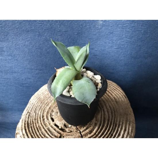 アガベ バリー トルンカータ Agave Parryi Ssp Truncata 多肉 サボテン リュウゼツラン 131730184 つきとはな 通販 Yahoo ショッピング