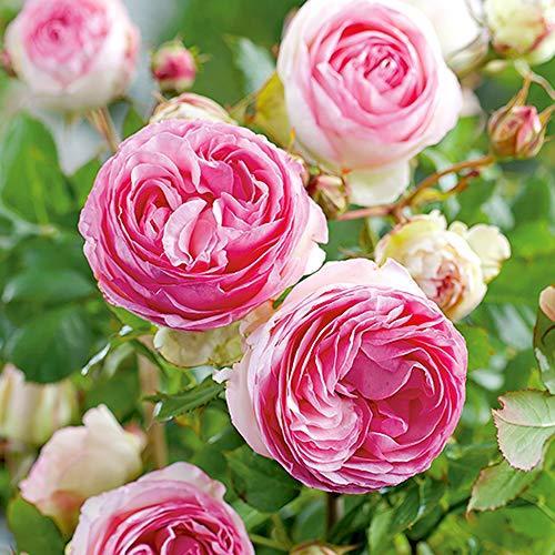 ブランドおしゃれ ピエールドゥロンサール クライミングローズ6号ポット苗 品種で選べる薔薇苗 1個売り 学名 Rosa バラ科バ 時間指定不可 Www First4com Ma