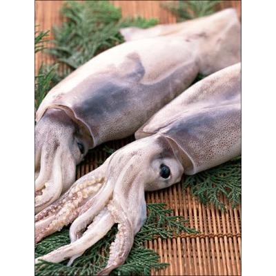 長崎対馬水イカ生干し イカ干物 生干し 水イカ干物 お中元 お歳暮 当店人気商品 014 014 つくり手 Com 通販 Yahoo ショッピング