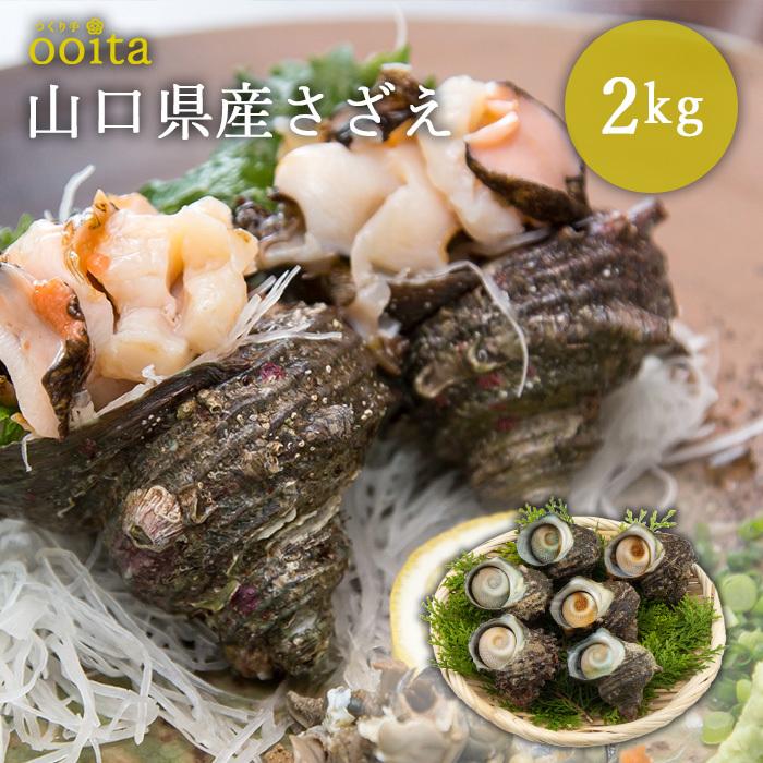 山口県産さざえ2kg さざえ さざえ刺身 さざえつぼ焼き お中元 お歳暮 贅沢 300 007 つくり手 Com 通販 Yahoo ショッピング