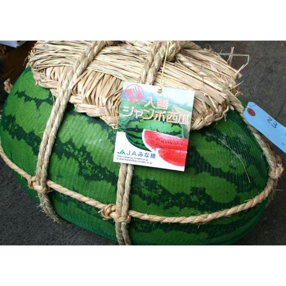 産地直送】富山県産 入善ジャンボ西瓜 14〜20kg 超特大スイカ 夏限定 
