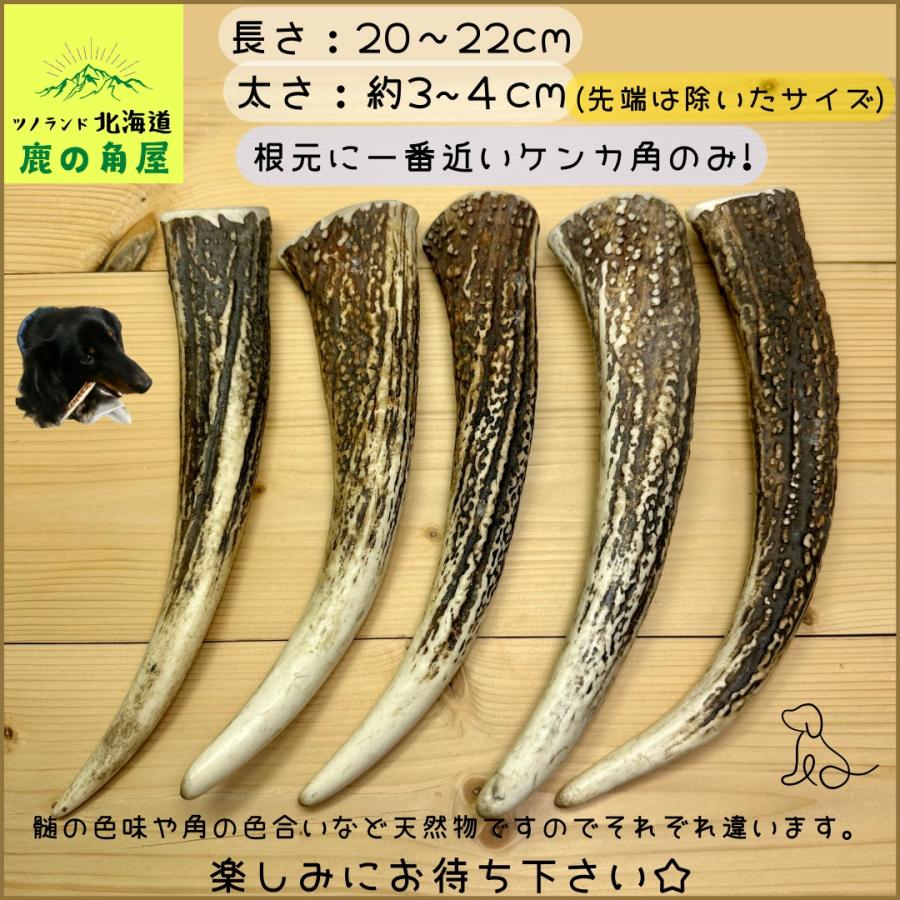大型犬用 鹿の角 Lサイズ角先2本セット ガジガジくん 犬のおもちゃ
