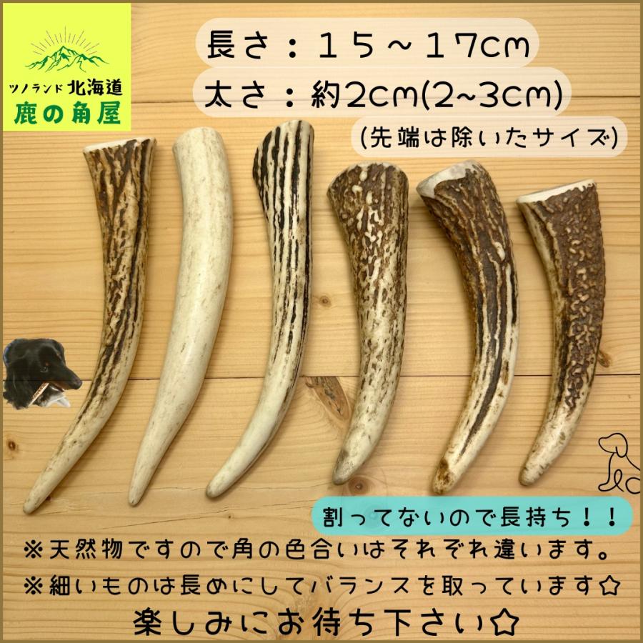 小型犬用 鹿の角 Sサイズ角先大1本 ガジガジくん 犬のおもちゃ
