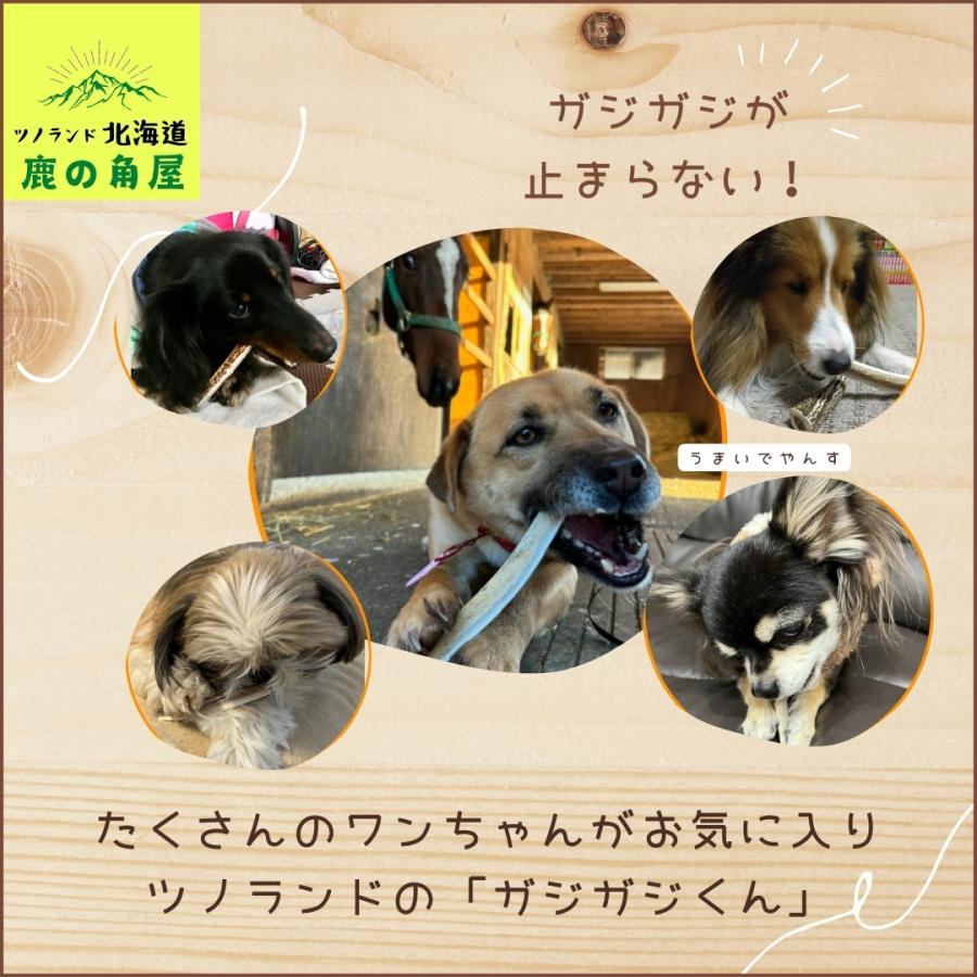 小型犬用 鹿の角 Sサイズ角先中1本 ガジガジくん 犬のおもちゃ