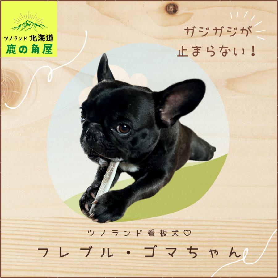 小型犬用 鹿の角 Sサイズ角先中1本 ガジガジくん 犬のおもちゃ
