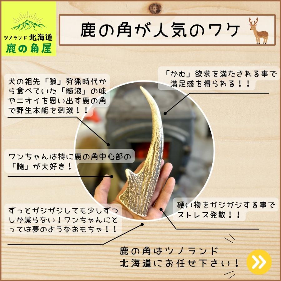 小型犬用 鹿の角 Sサイズ角先中1本 ガジガジくん 犬のおもちゃ