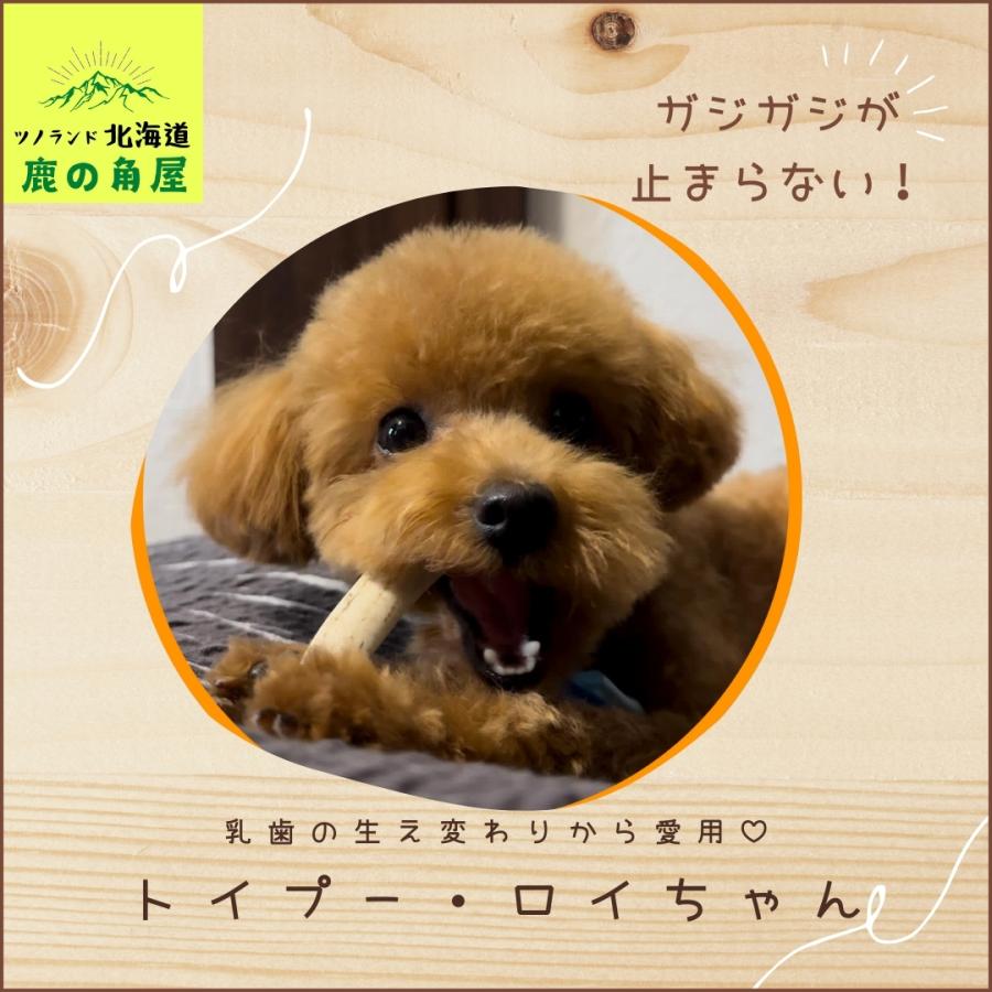 小型犬用 鹿の角 Sサイズ四つ割2本セット ガジガジくん 犬のおもちゃ