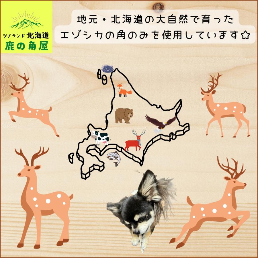 小型犬用 鹿の角 Sサイズ角先中2本セット ガジガジくん 犬のおもちゃ