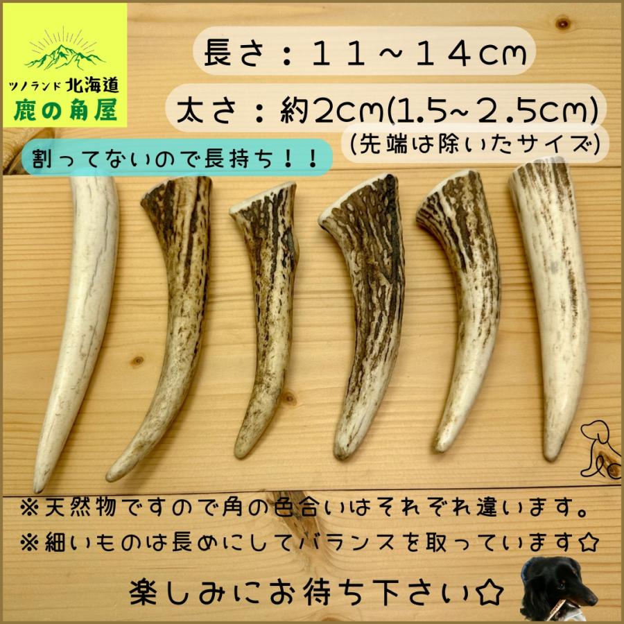 小型犬用 鹿の角 Sサイズ角先中2本セット ガジガジくん 犬のおもちゃ