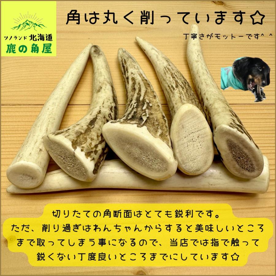 小型犬用 鹿の角 Sサイズ角先中2本セット ガジガジくん 犬のおもちゃ