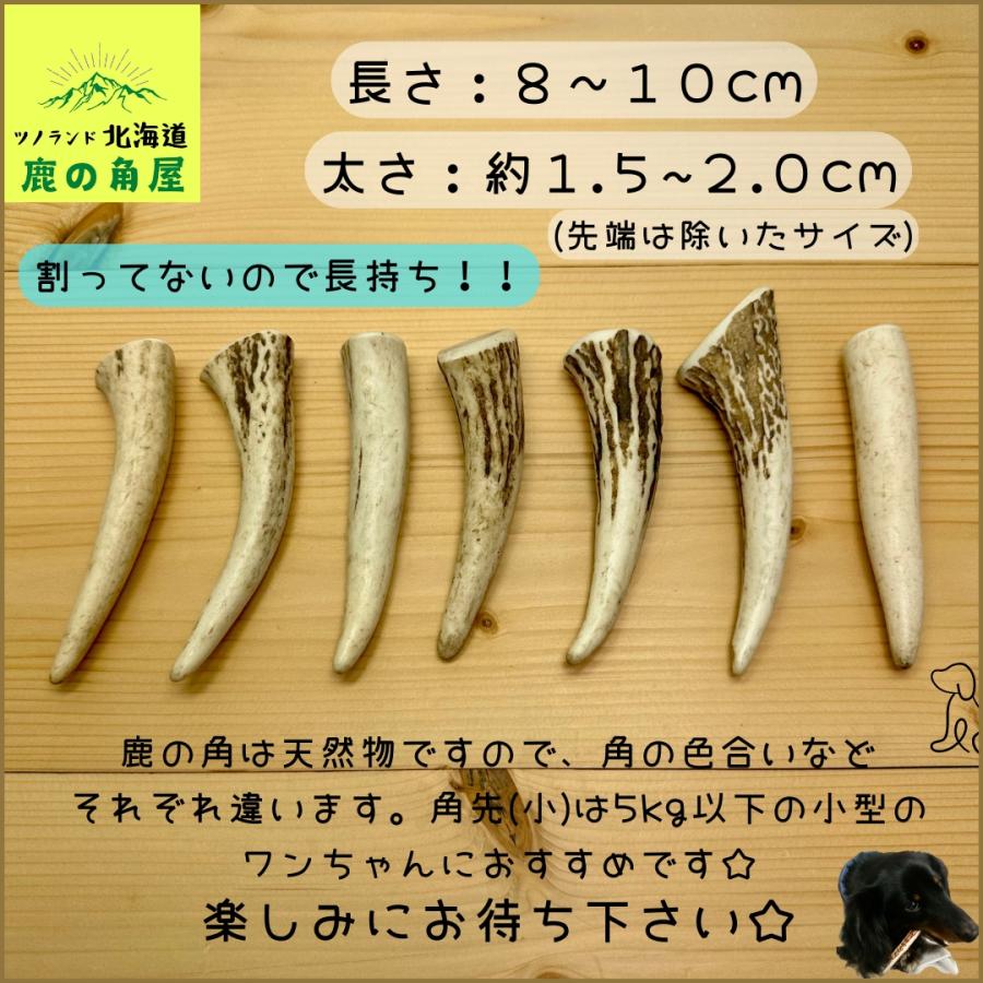 小型犬用 鹿の角 Sサイズ角先小2本セット ガジガジくん 犬のおもちゃ