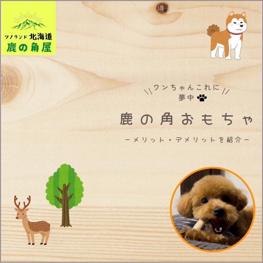 小型犬用 鹿の角 Sサイズ角先小2本セット ガジガジくん 犬のおもちゃ