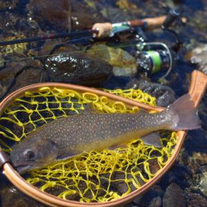 tailwalk テイルウォーク C43L トラウティア フェリーク : 釣