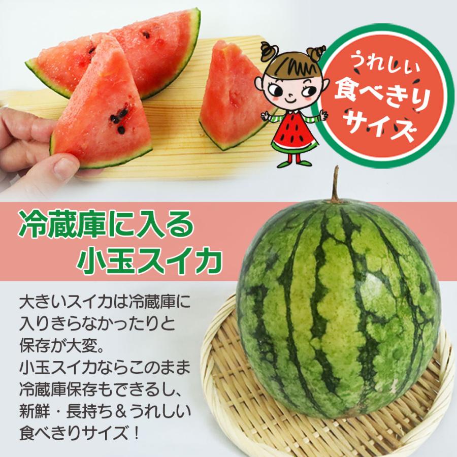 TVやSNSで話題のスイカ】スイカ ピノガール 小玉スイカ 秀品 2玉入 約