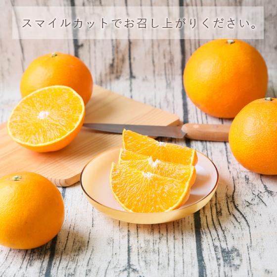 紅まどんな プリンセスまどんな 2kg fpm02 みかん 紅マドンナ