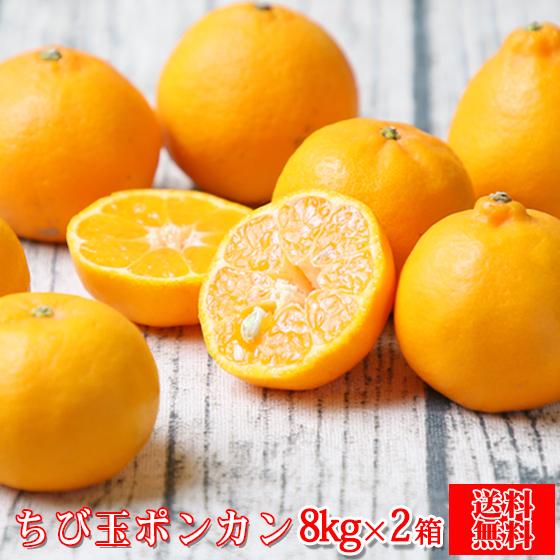 ちび玉 ポンカン 8kg×2箱　(fちびポ 0802) (多少の枝傷・葉傷・黒点有り)(家庭用・S〜2Sサイズ込み)(送料無料)