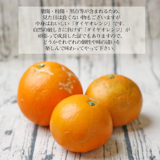 ダイヤオレンジ -大谷伊予柑- 5kg (daiya 05) (多少の枝傷・葉傷・黒点