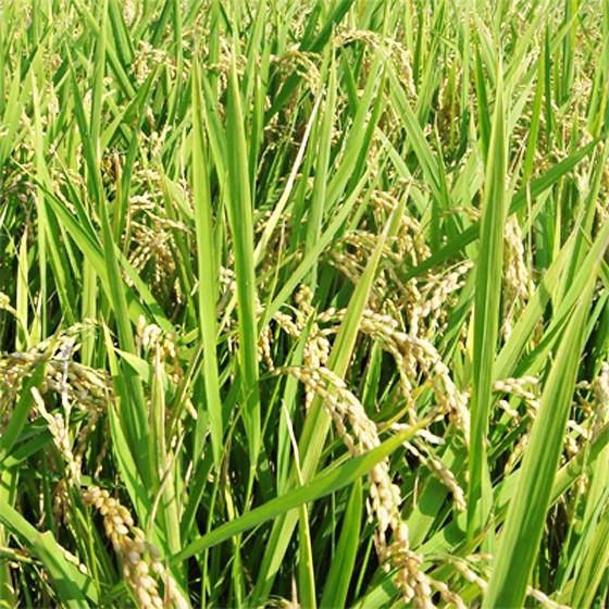 【正規品】 (d27) (新米) 宇和島十万石伊達米 (コシヒカリ・玄米30kg分)(※お届け時は特選上白米27kgです)(精米料サービス)エコえひめ特別栽培農産物認証(送料無料) 【1612809333】(10140円)