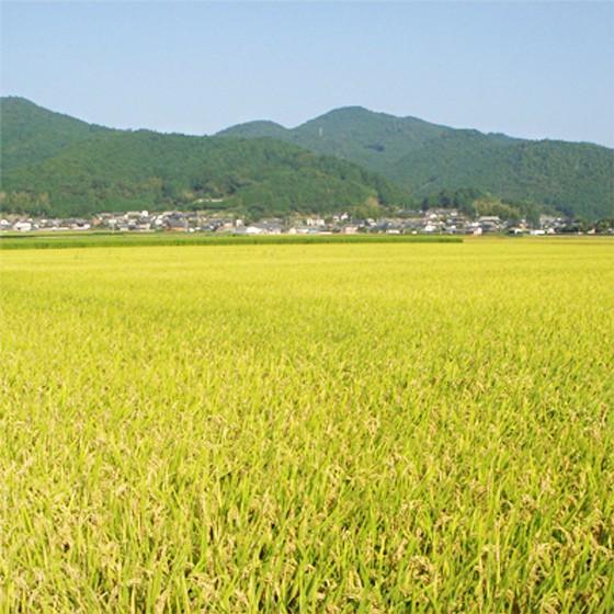 【正規品】 (d27) (新米) 宇和島十万石伊達米 (コシヒカリ・玄米30kg分)(※お届け時は特選上白米27kgです)(精米料サービス)エコえひめ特別栽培農産物認証(送料無料) 【1612809333】(10140円)