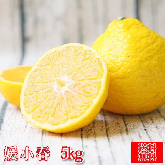 ☆最終売り尽くし価格☆)媛小春 5kg (f媛小春 05) (家庭用 ☆最終売り尽くし価格☆)媛小春 5kg (f媛小春 05) (家庭用