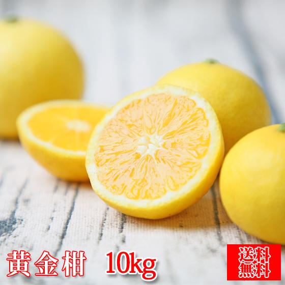F黄金 10 黄金柑 10kg 多少の枝傷 葉傷 黒点有り 家庭用 大小サイズ込み 送料無料 みかん 吉田みかん 黄金柑 ゴールデンオレンジ うまかゴールド Fougonkan10kg フレッシュ つちやま 通販 Yahoo ショッピング