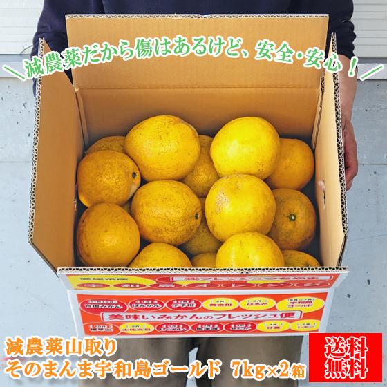 みかん 減農薬山取りそのまんま宇和島ゴールド 7kg2箱 W山ゴ