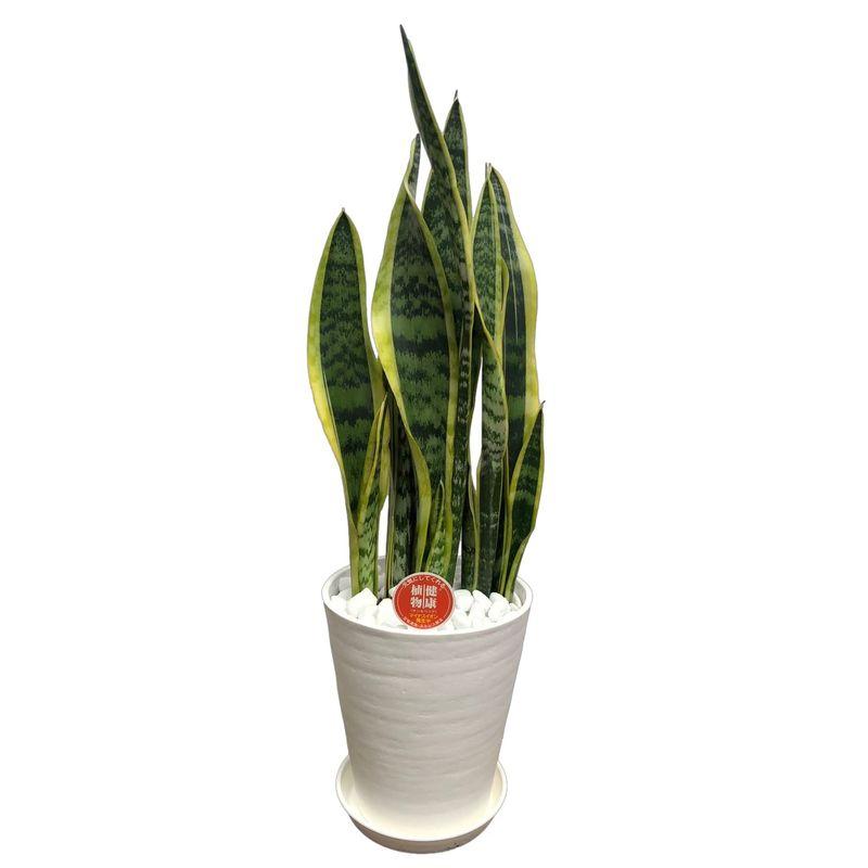 マイナスイオン効果 観葉植物 空気清浄樹サンスベリア 7号 白鉢 鉢皿付き 1個サンセベリア 健康 幸せへの願い 空気清浄樹 マイナスイオン Tvil Bid Virk3 通販 Yahoo ショッピング