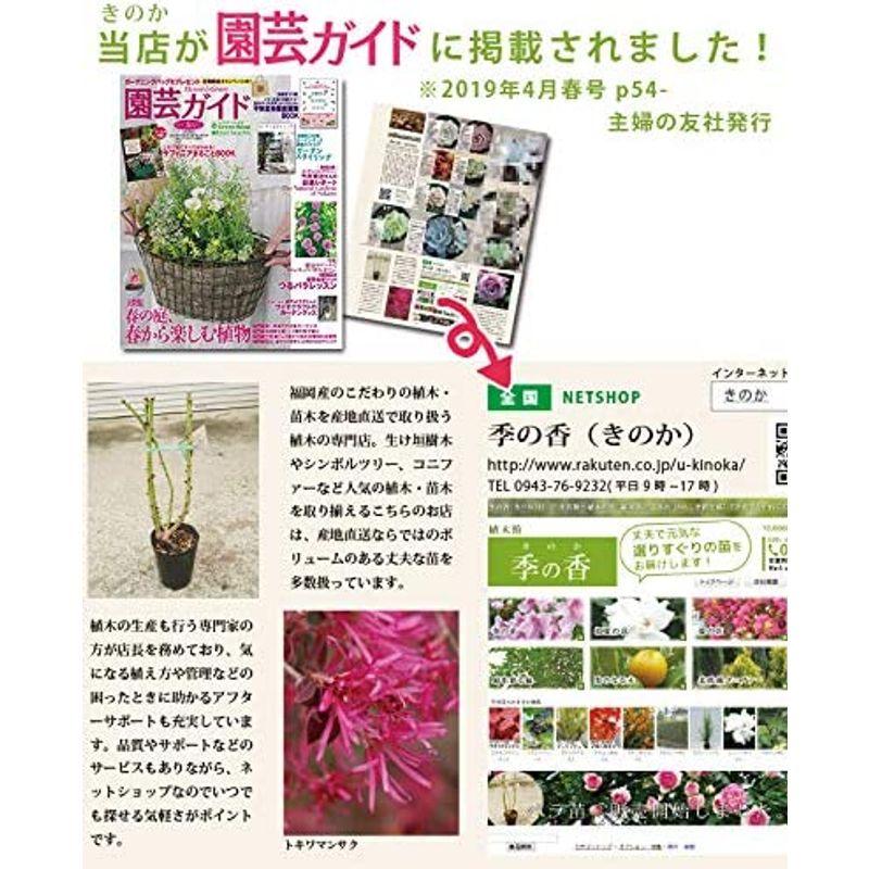 植木 イロハモミジ 樹高1.0m前後 10本セット 苗木 植木の 苗 10.5cmポット (いろは紅葉 イロハカエデ いろは楓 紅葉 モミジ) 苗木｜tvilbidvirk3｜04